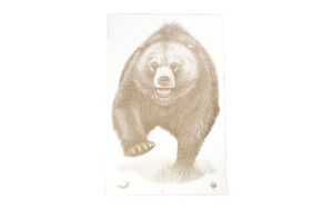 Action Target AK State Park Bear 100PK